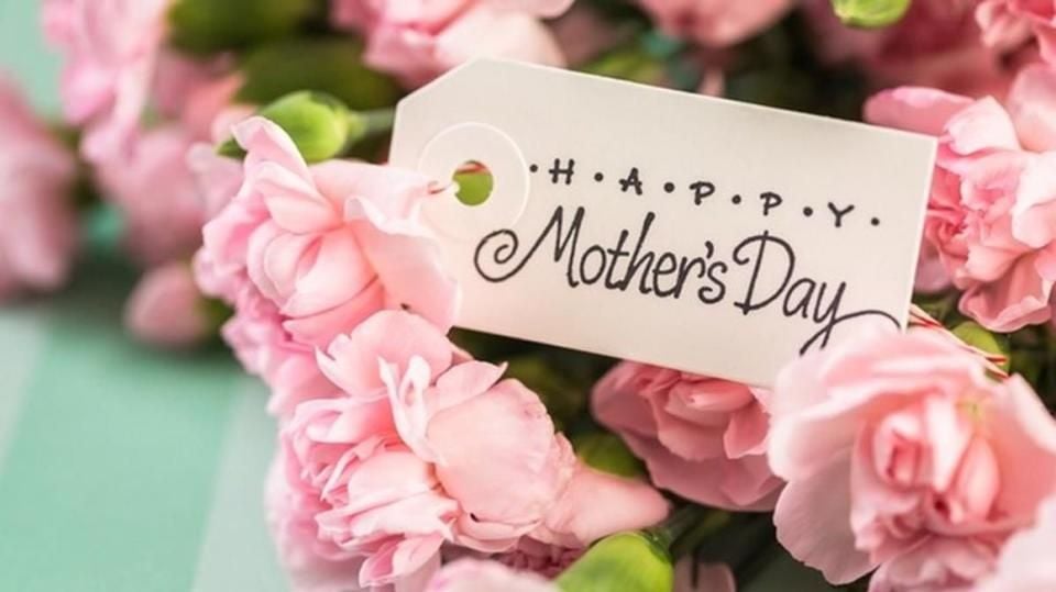 Hoa cẩm chướng là loài hoa biểu tượng, gắn liền với lịch sử của Ngày của Mẹ.