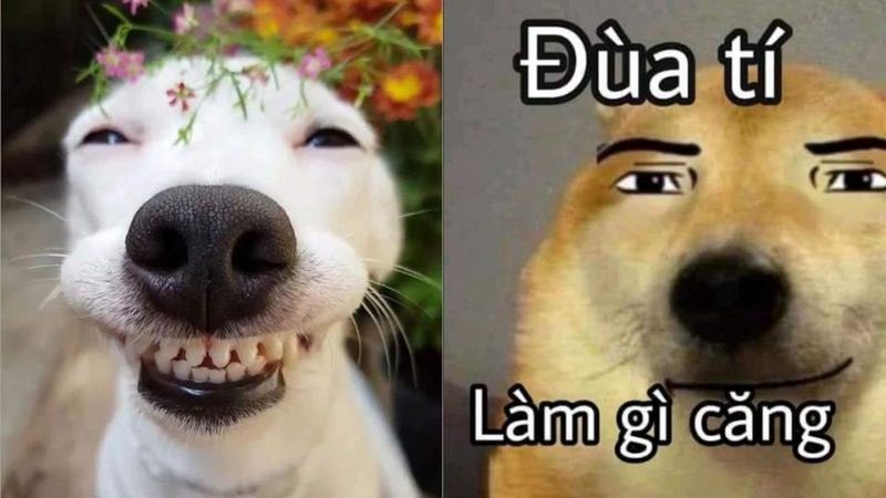 Sức Hút Khó Cưỡng Của Ảnh Meme: Tại Sao Chúng Lại Viral Đến Vậy?