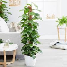 Cửa kính lớn là điều kiện lý tưởng để phát triển các loại cây trồng trong nhà.