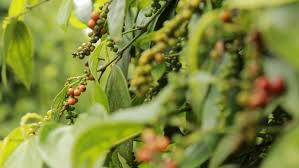 Giá tiêu hôm nay - Diễn biến giá tiêu trong những năm gần đây